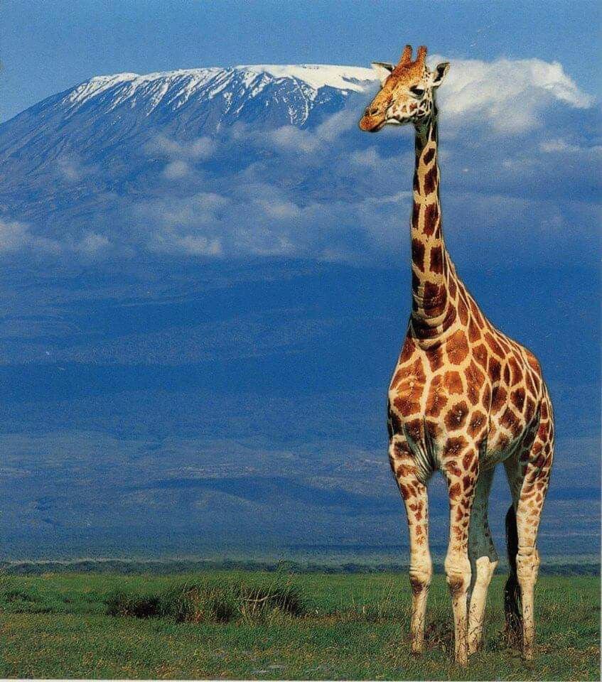 Килиманджаро Жираф сафари