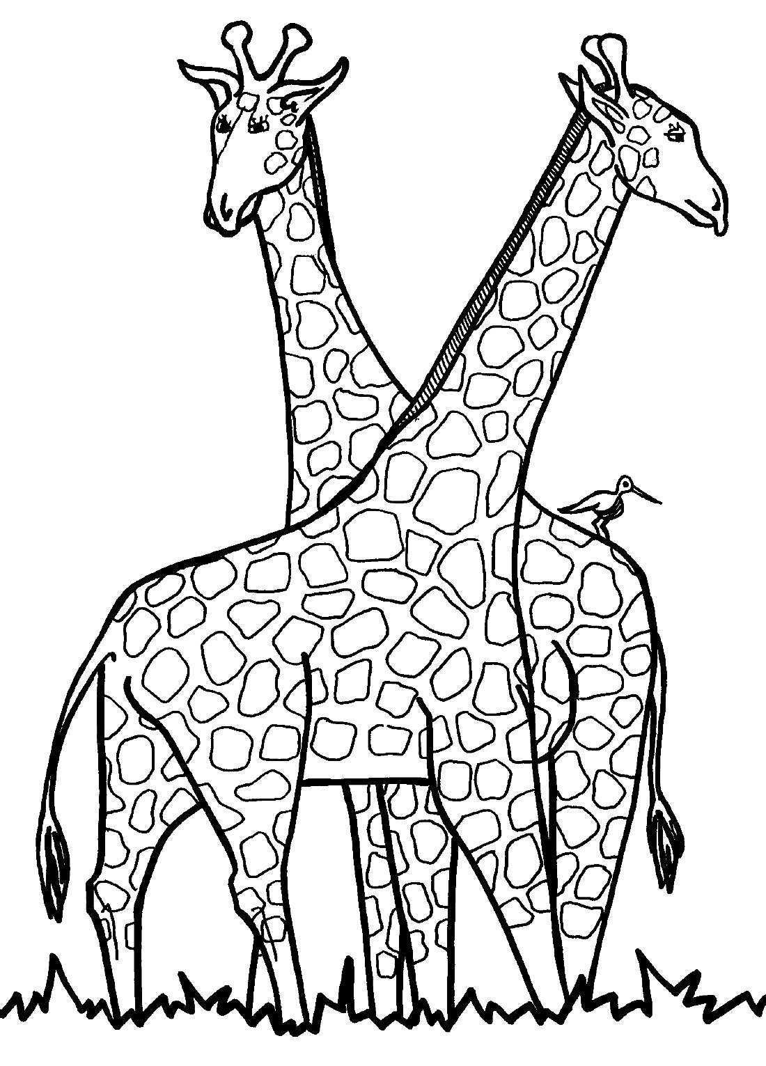 Жирафы раскраска для детей