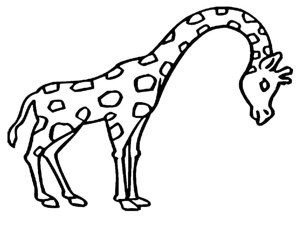 Раскраски диких животных Жираф для детей
