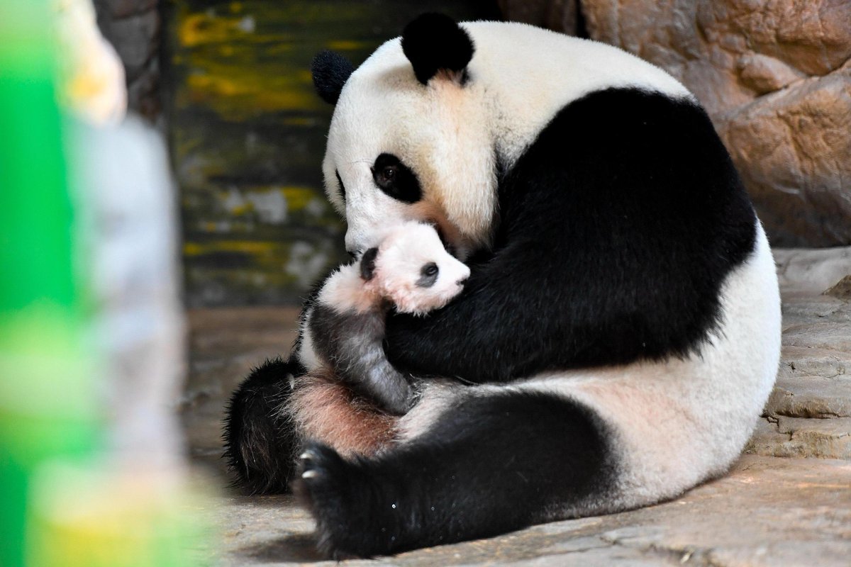 Мама Панда с детенышем