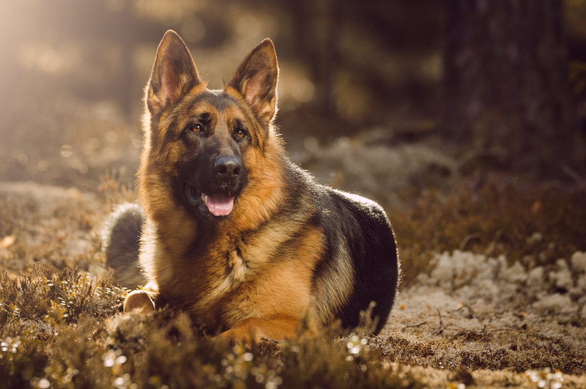 немецкая овчарка фото взрослой собаки