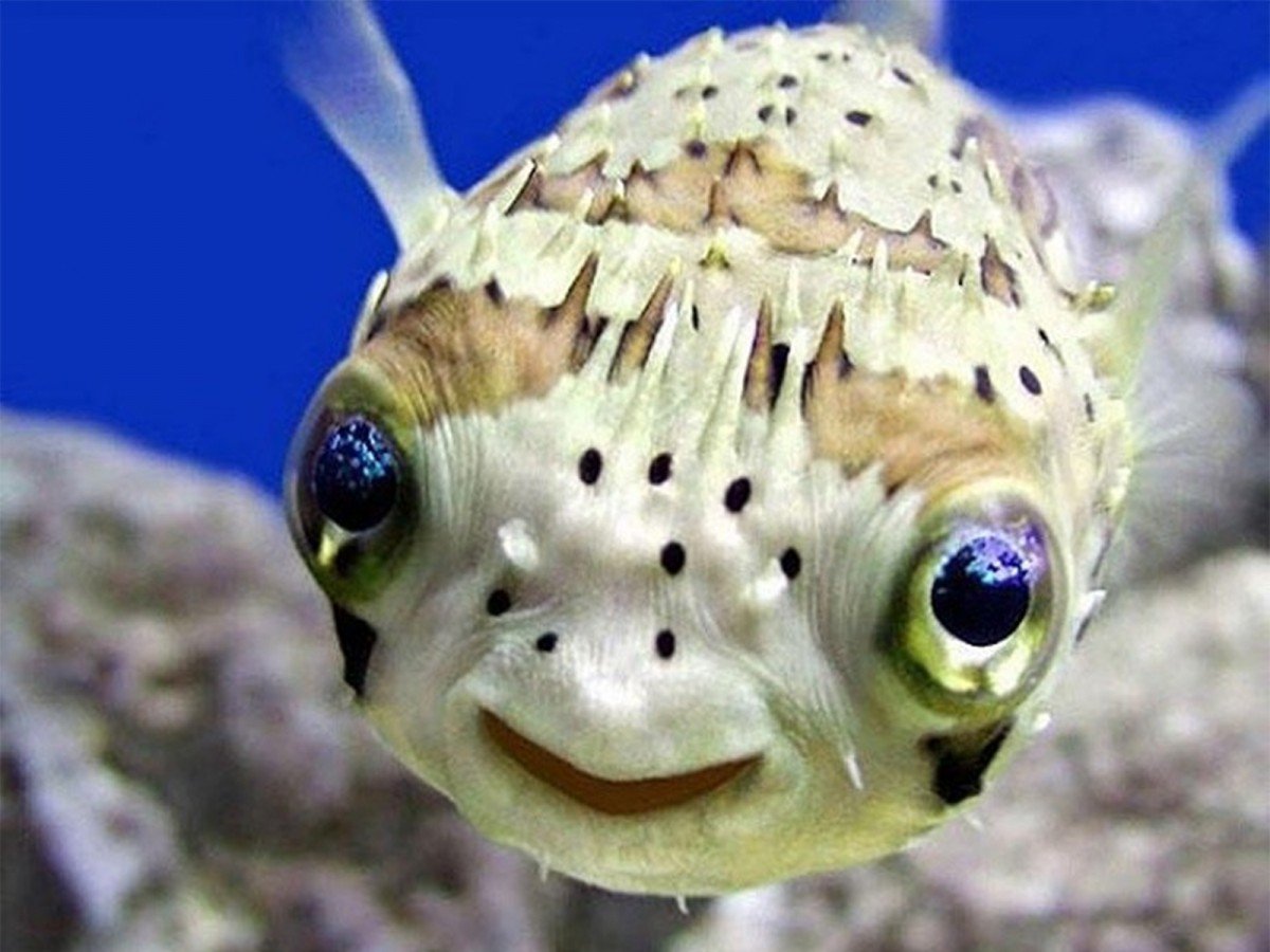 Фото удивленной рыбы