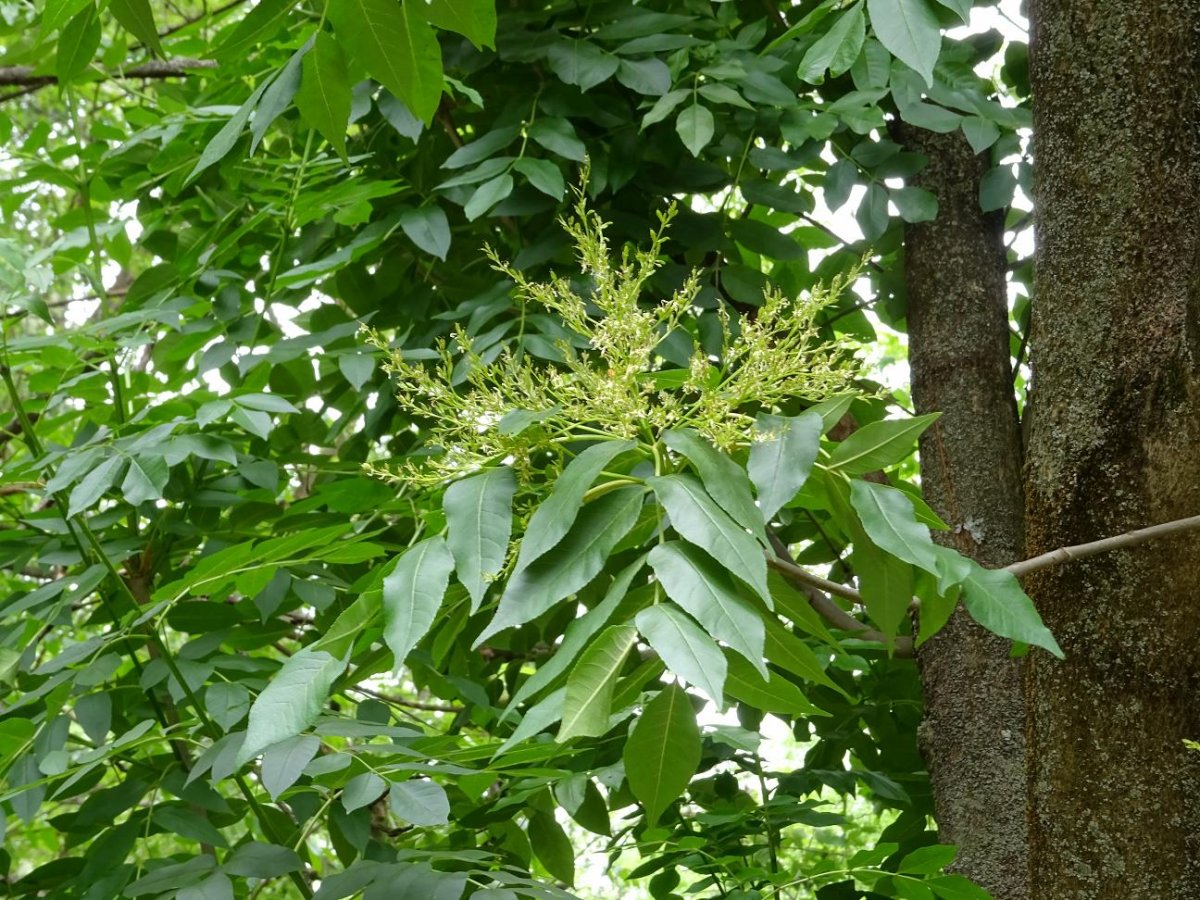 Ясень зеленый Fraxinus lanceolata