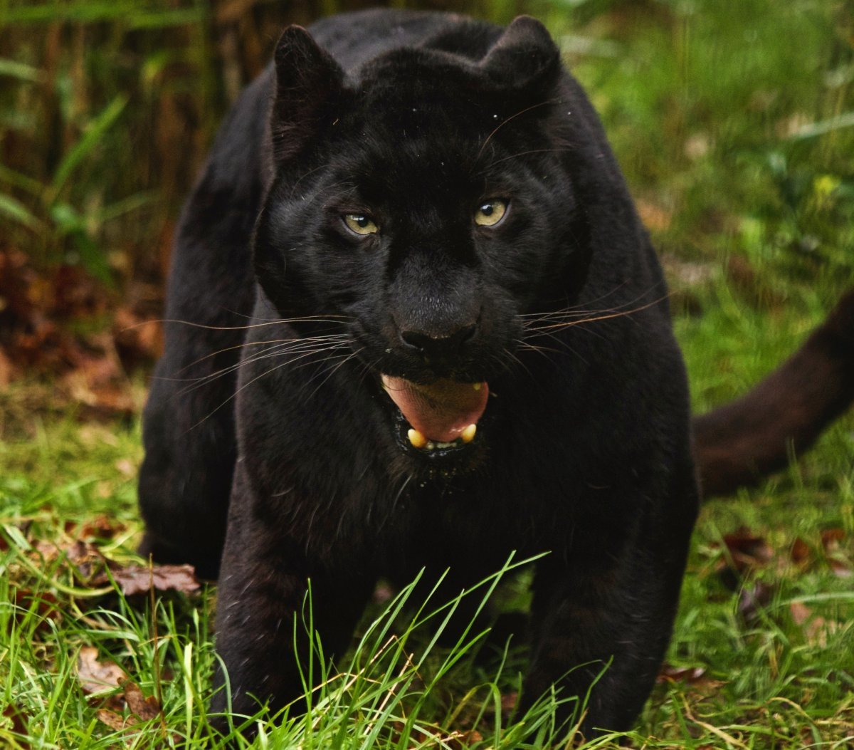 Фотография черной пантеры