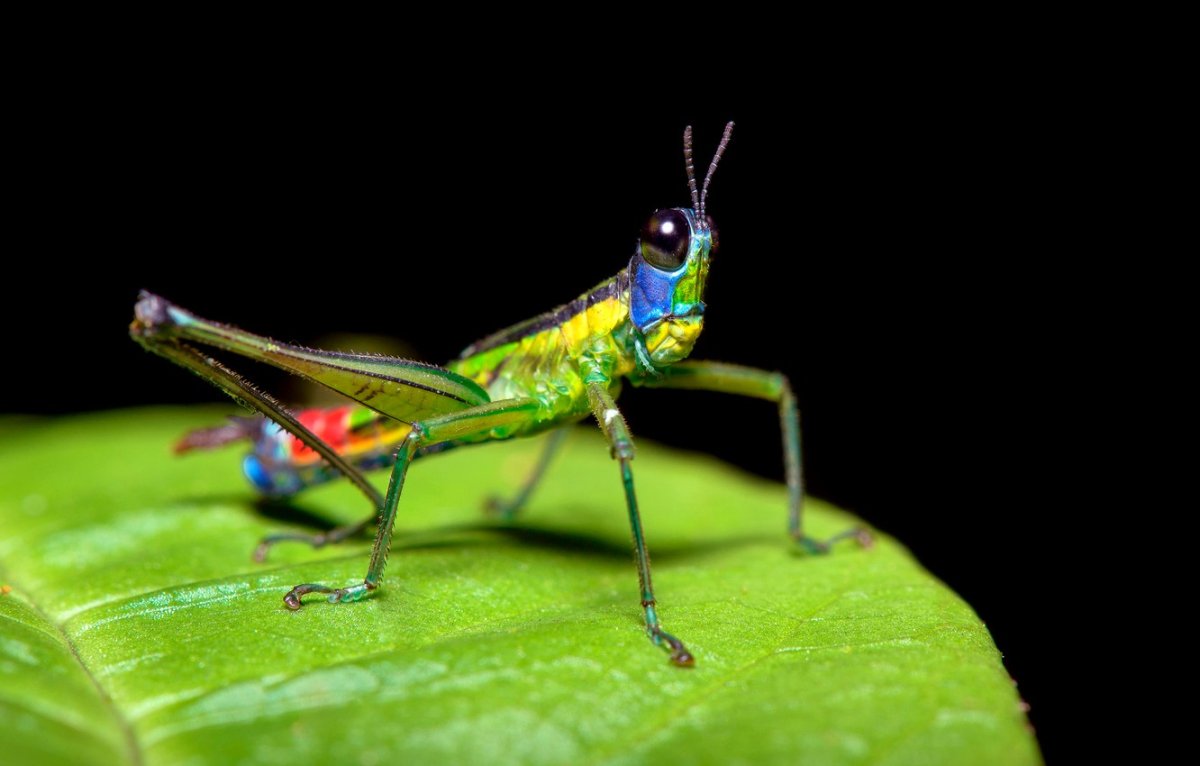 Радужный кузнечик Dactylotum bicolor