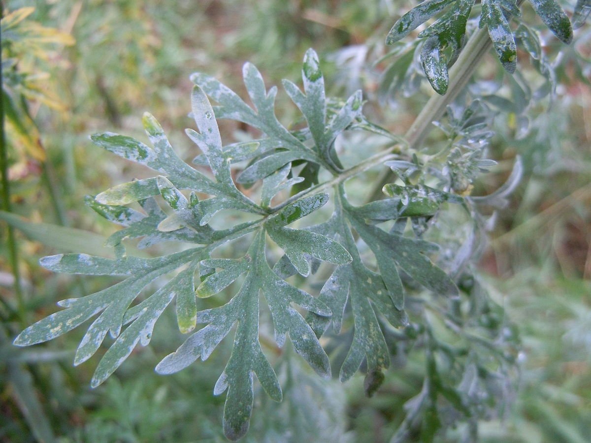 Полынь горькая (Artemísia absínthium).