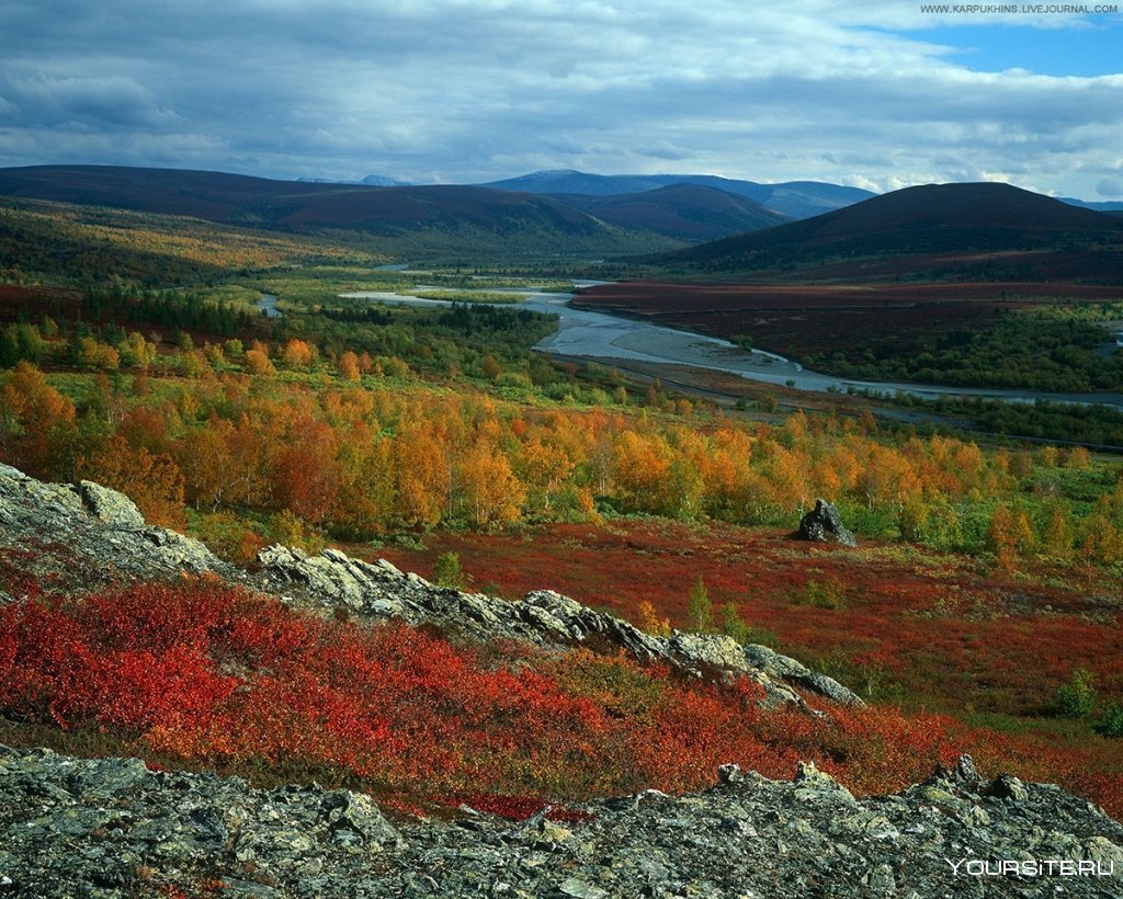 Климат лесотундры картинки