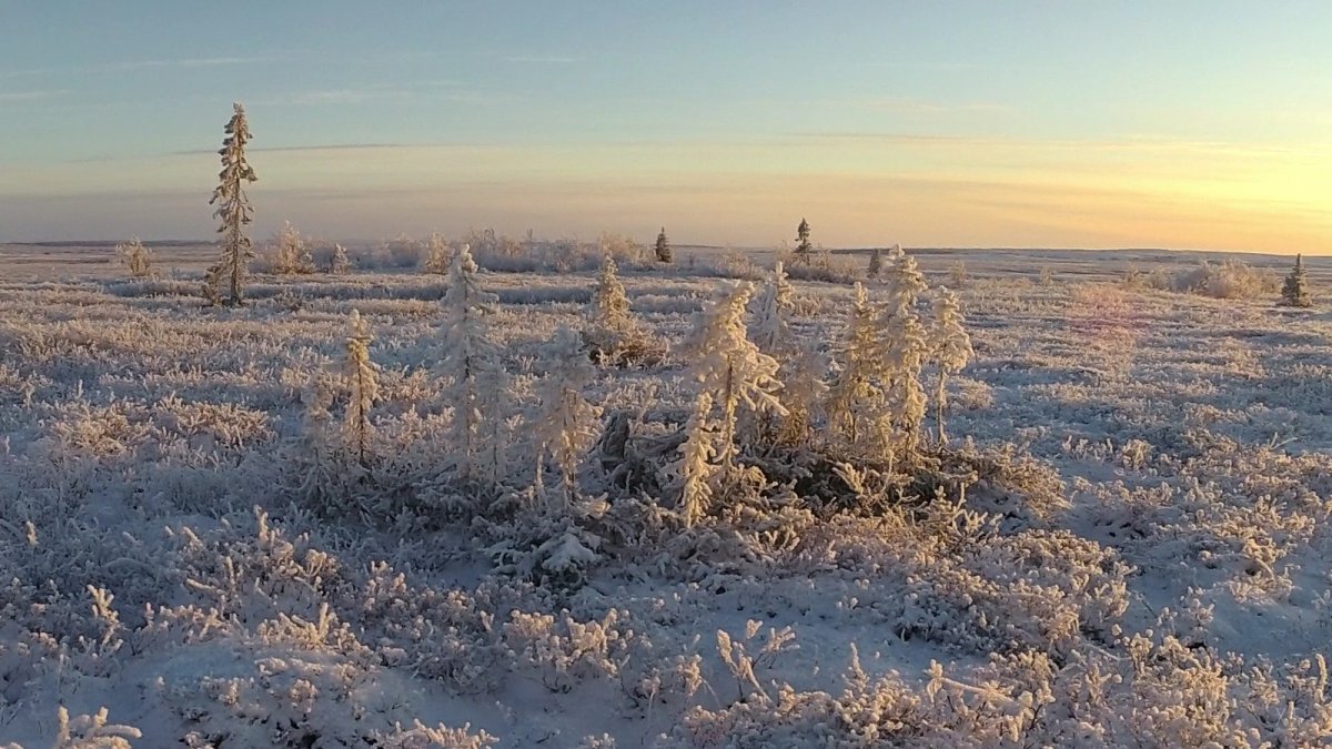 Заполярная тундра