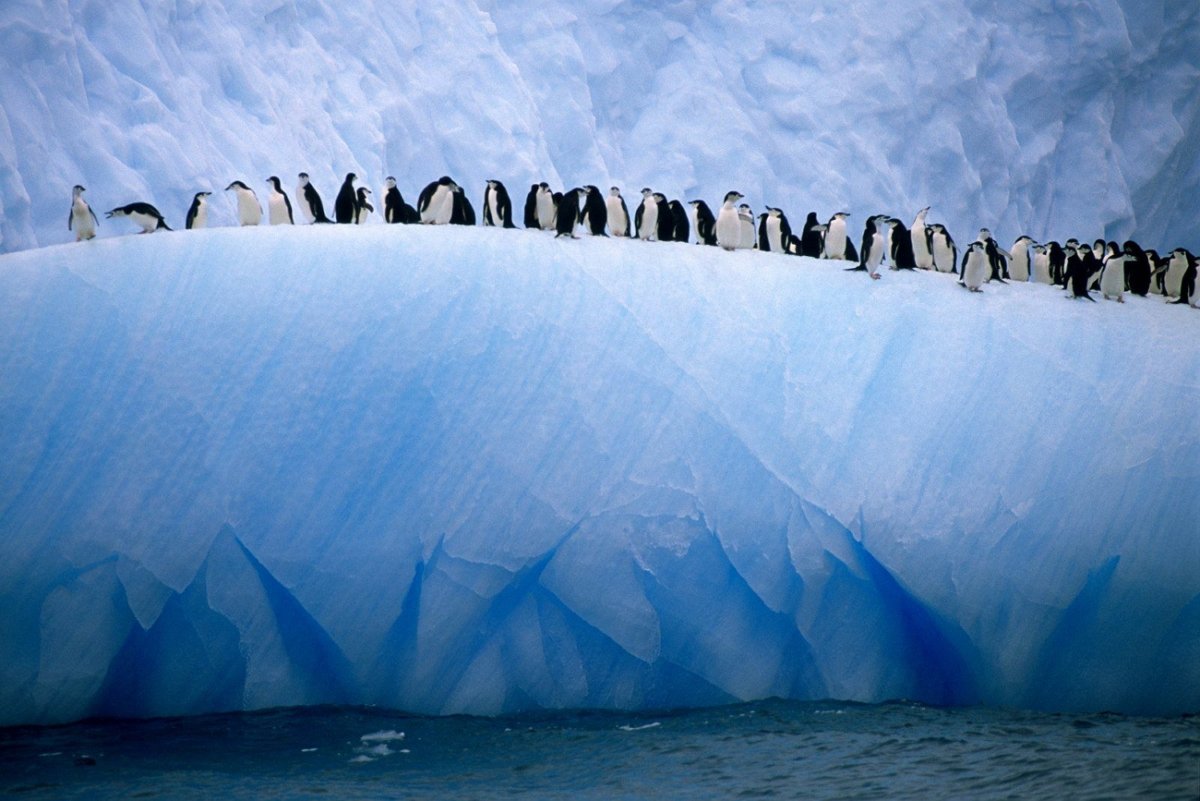 Ледники Антарктиды пингвины