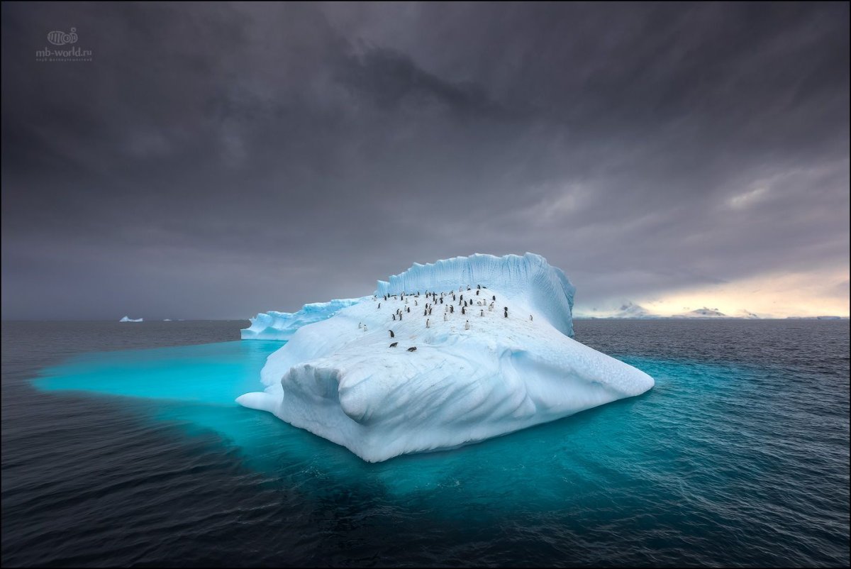у берегов антарктиды
