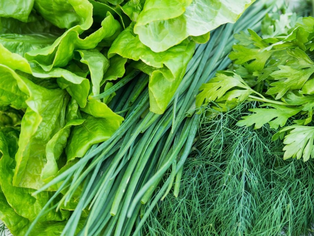 Как вырастить укроп петрушку шпинат салат