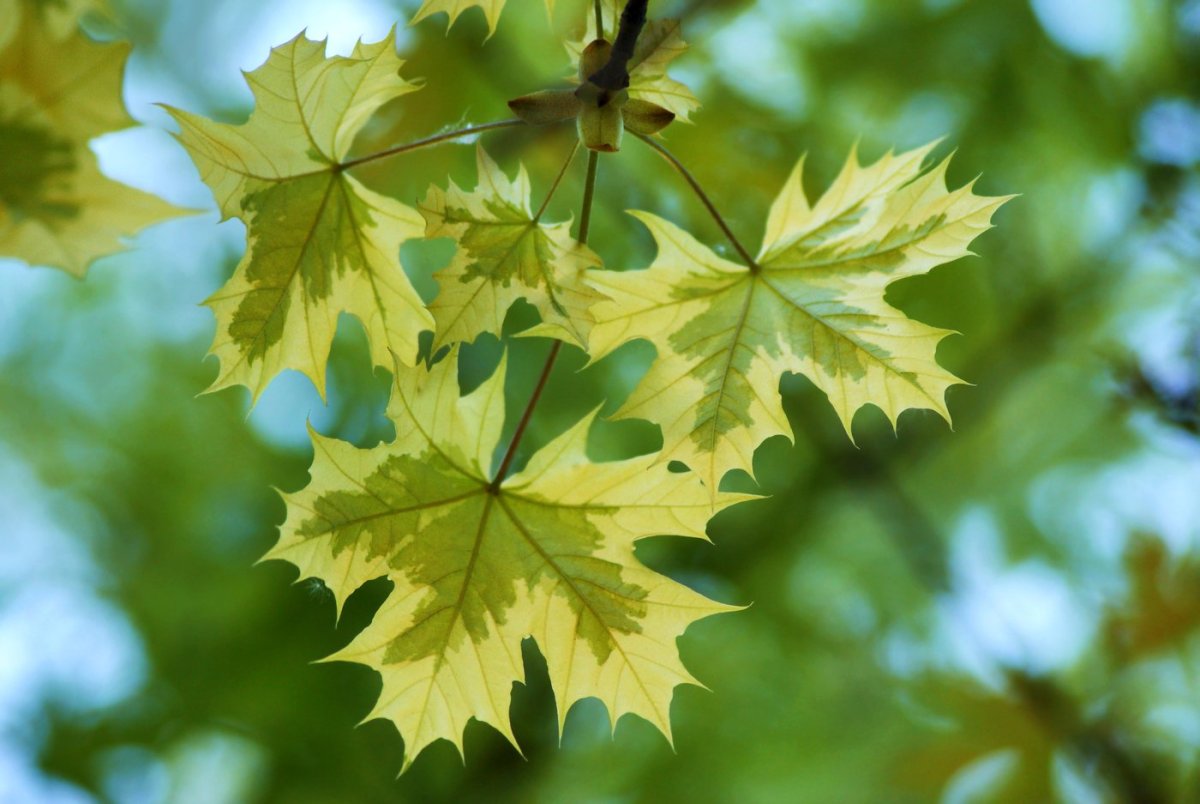 Клен канадский фото листьев