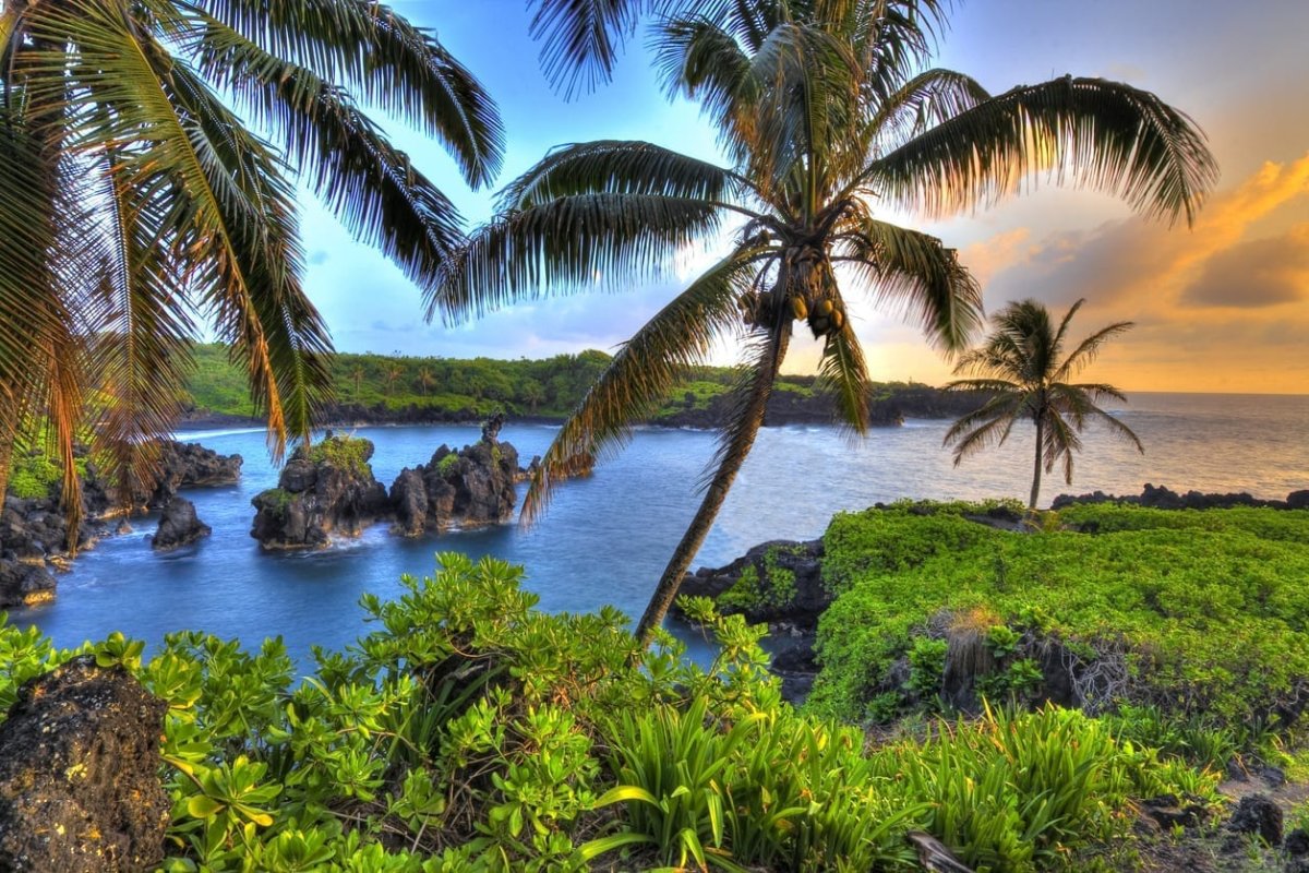 Бенгальский фикус острова Мауи фото