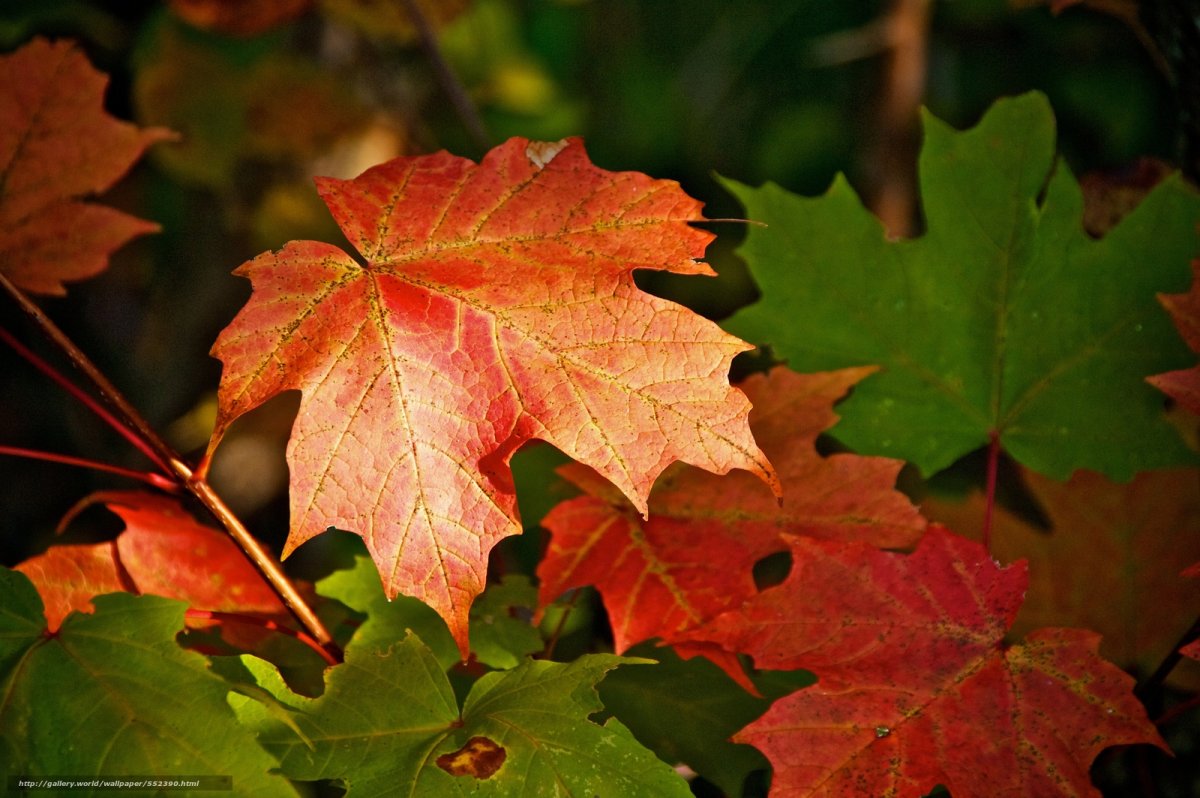 Фото кленового листа осенью