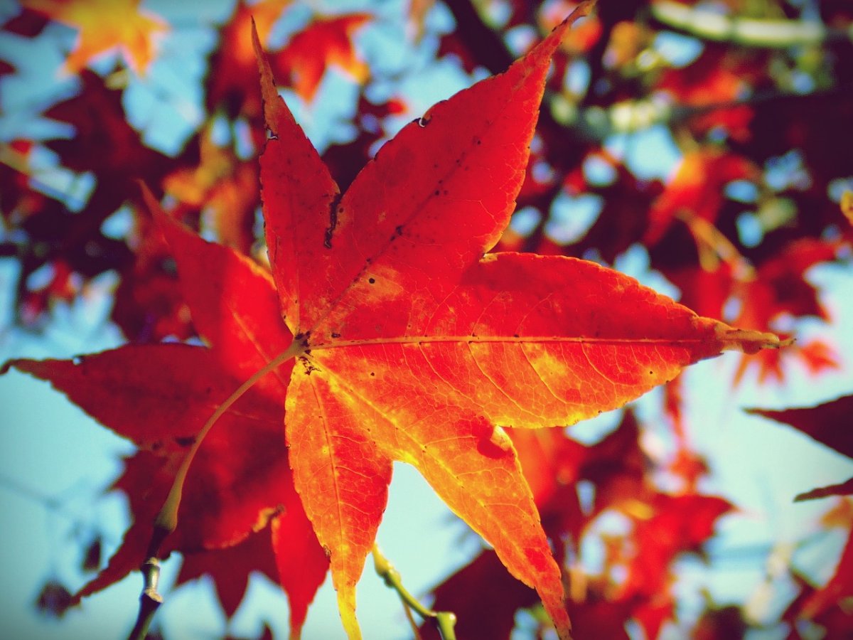 Клен Red Maple Leaf