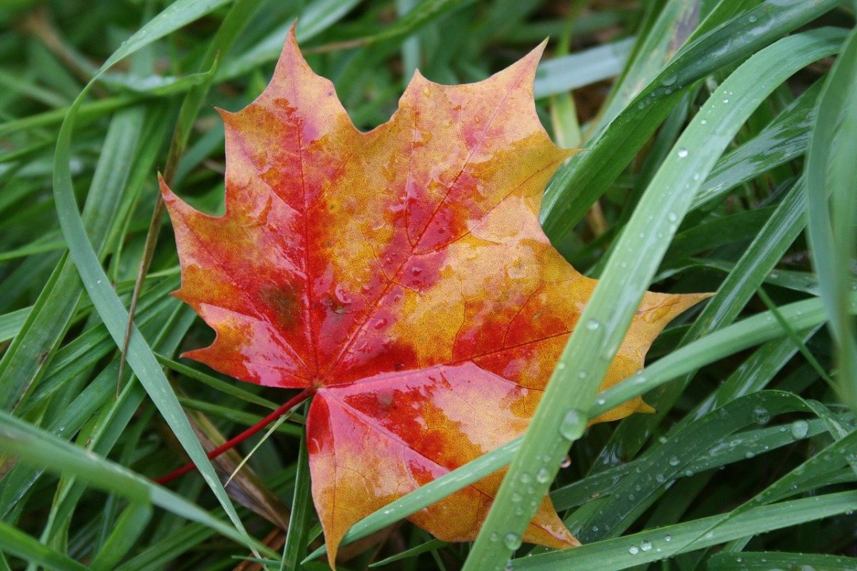 Осенний кленовый листок