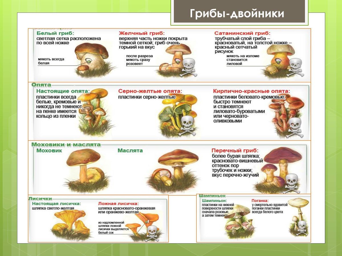 Проект по биологии грибы съедобные и ядовитые