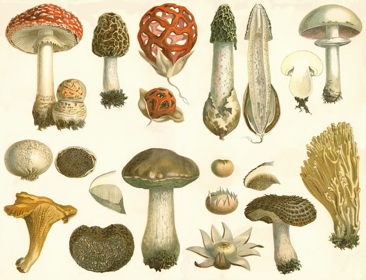 Винтажный плакат с грибами
