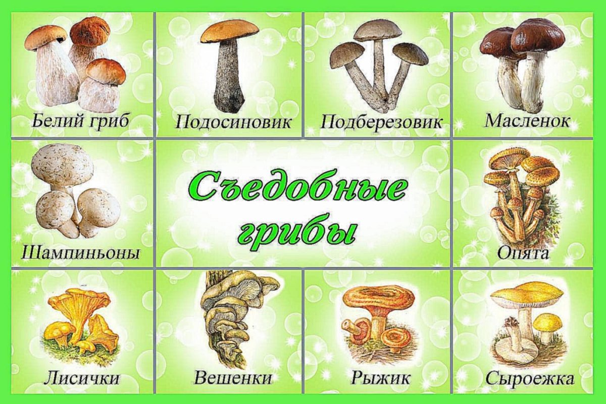 виды грибов и их названия фото