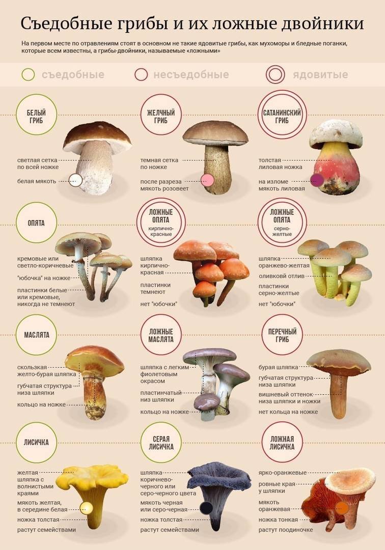 Съедобные и несъедобные грибы таблица