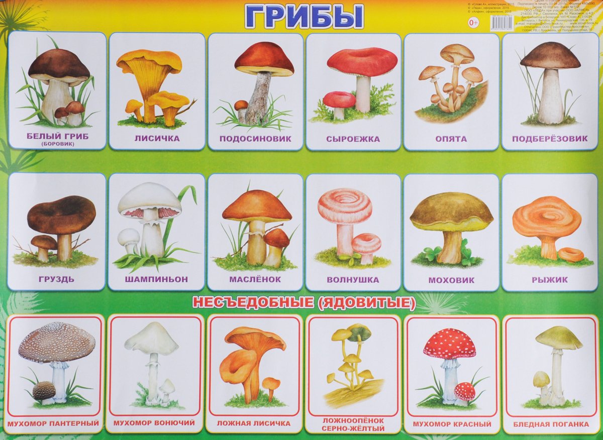 Нарисовать съедобные грибы
