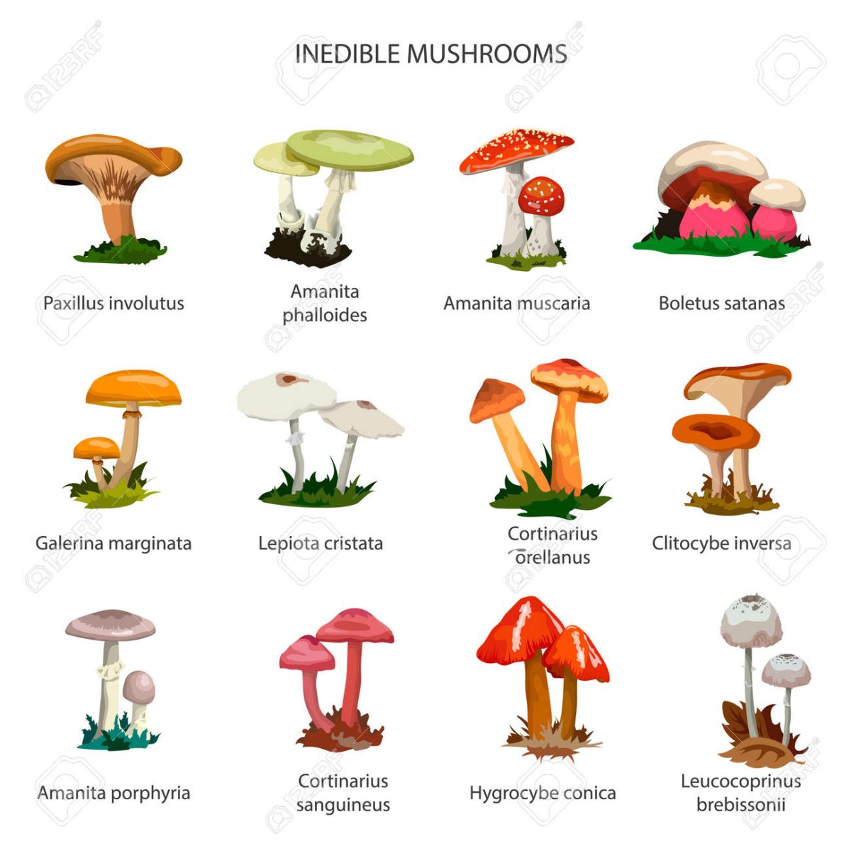 Съедобные грибы и несъедобные грибы