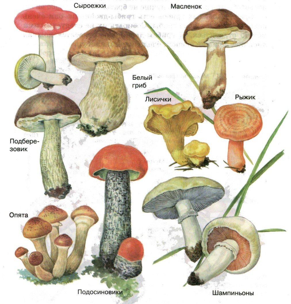 Как выглядят грибы съедобные с названиями