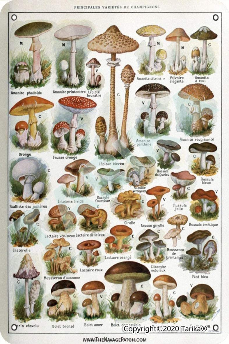 Плакат грибы съедобные и несъедобные
