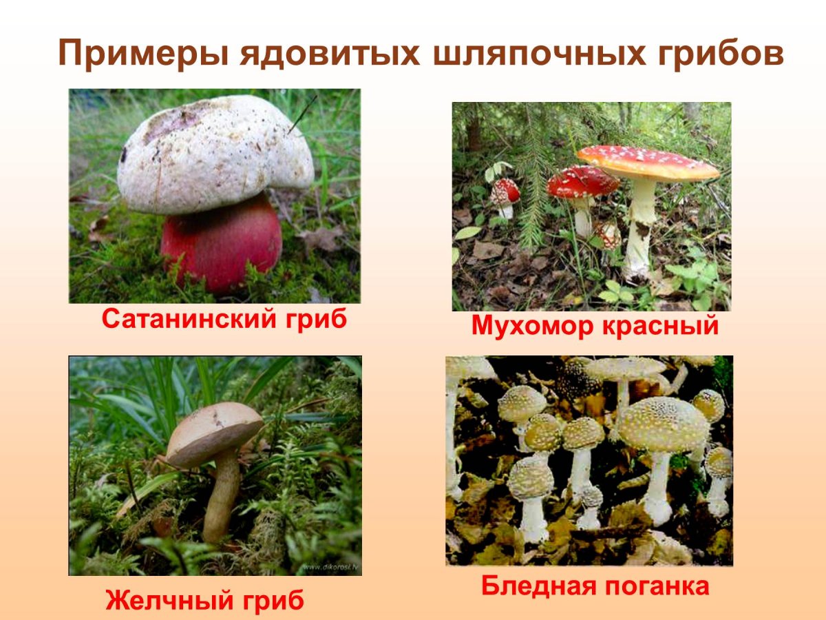 Ядовитые Шляпочные грибы