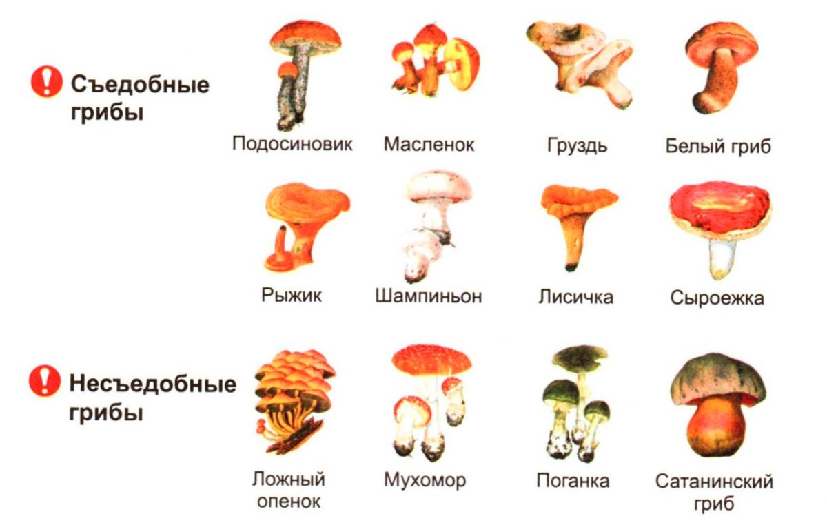 3 съедобных гриба и 3 несъедобных гриба рисунок