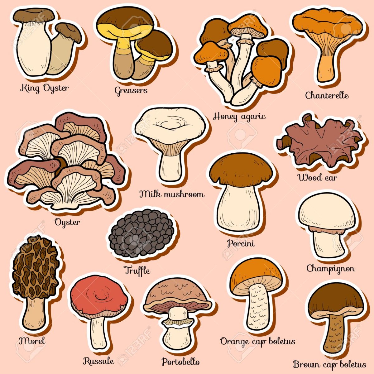 Съедобные для срисовки съедобные грибы
