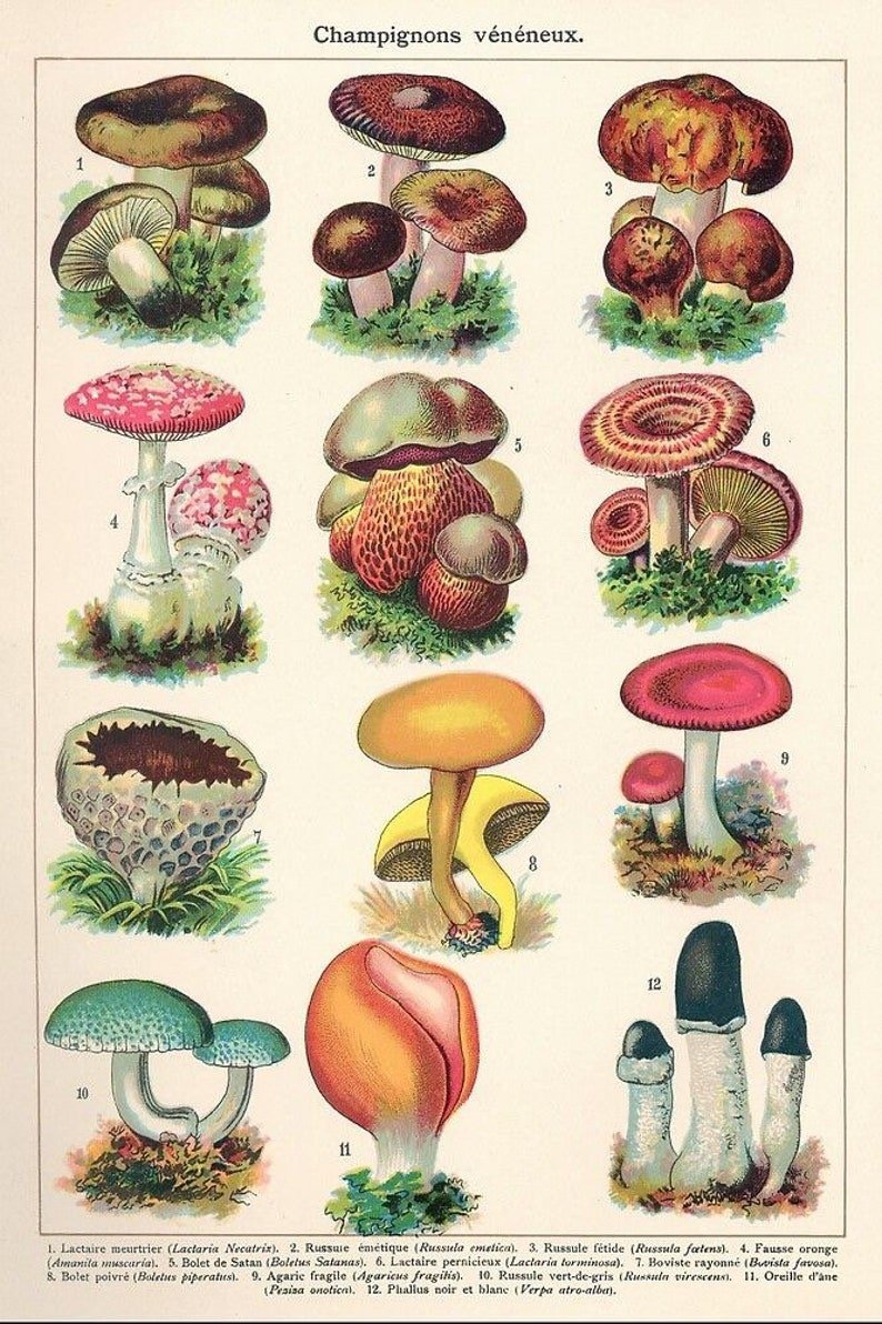 Плакат грибов