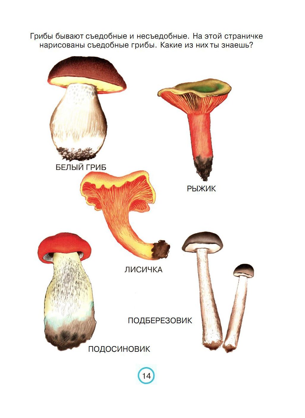 Грибы подписанные. Схема съедобные и несъедобные грибы. Съедобные грибы и несъедобные грибы рисунки. Название грибов для детей. Съедобные и несъедобные грибы для детей.