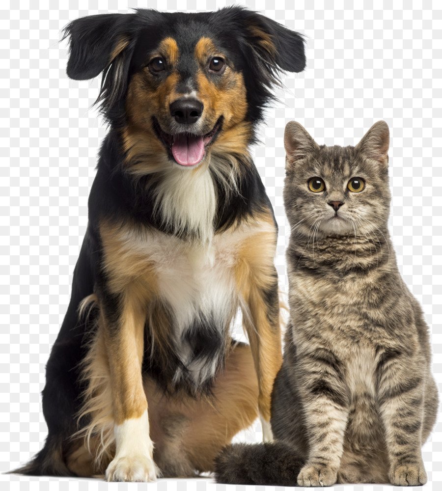 фото кошек и собак