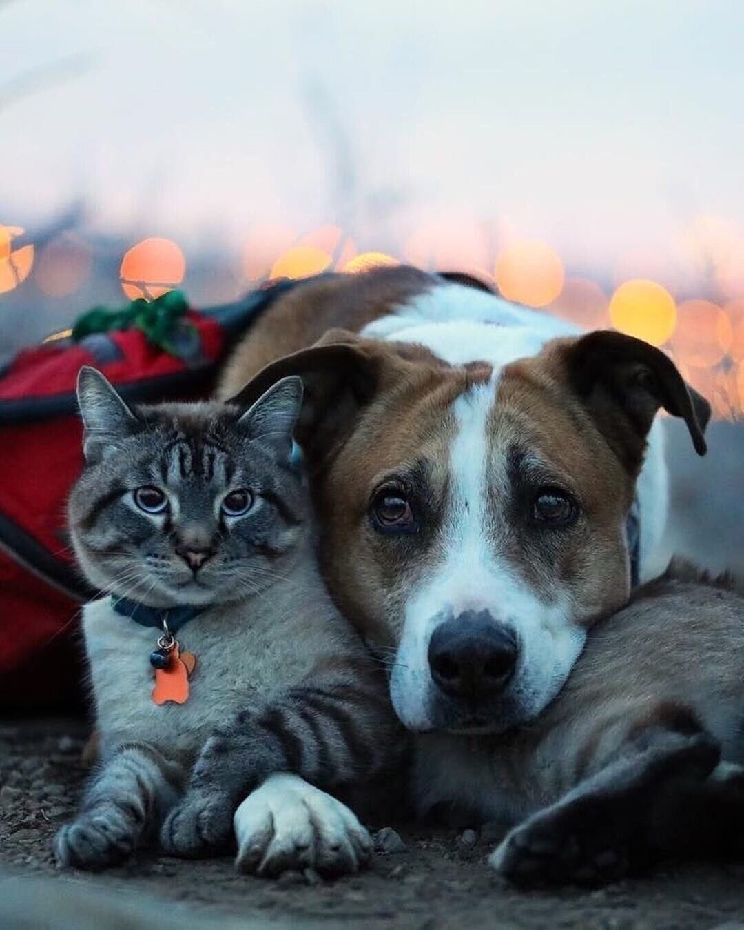 Собака и кошка вместе