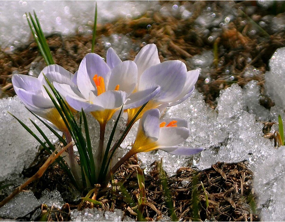 Фото ранней весны красивые природа