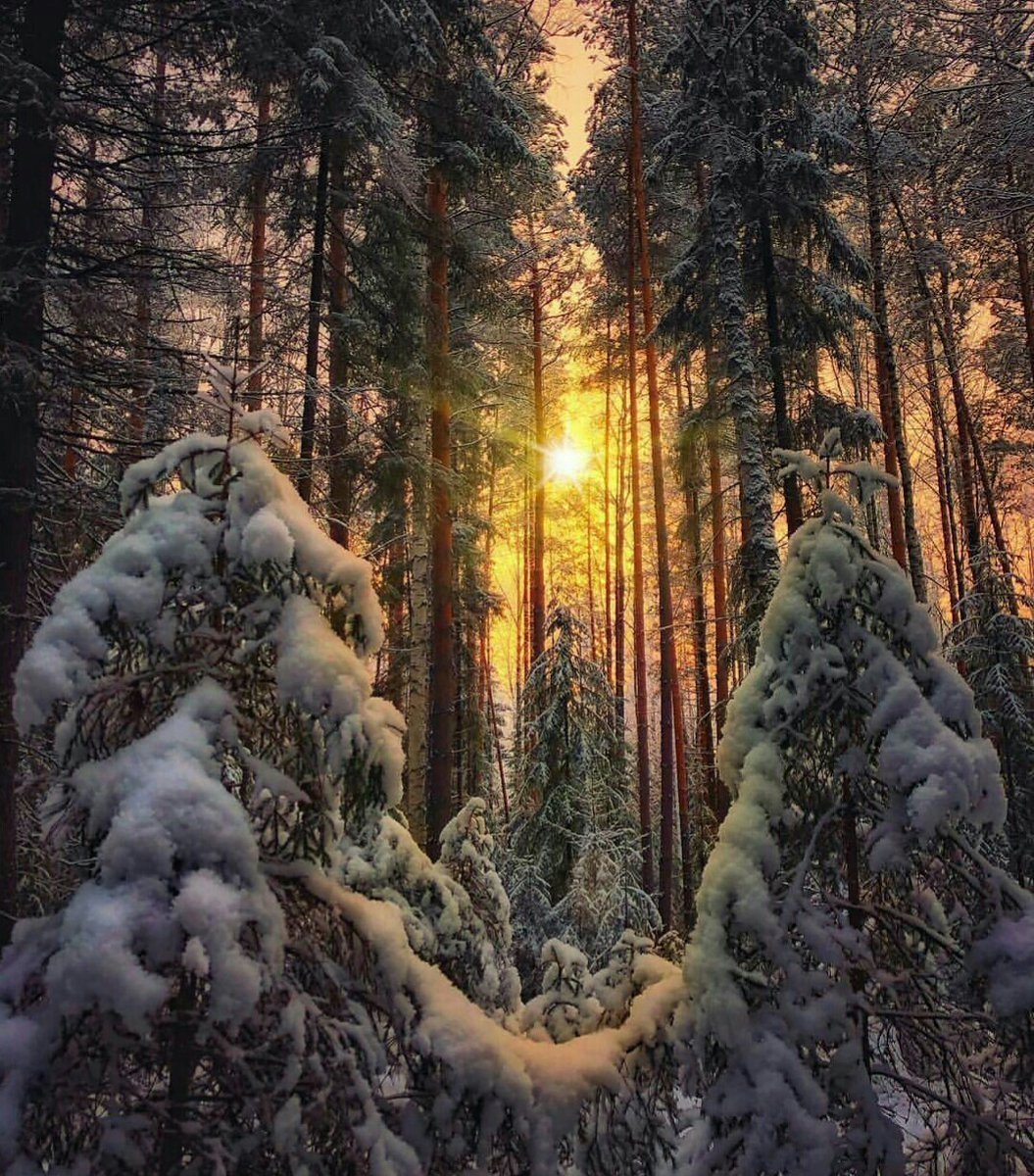 лес зимой красивое фото
