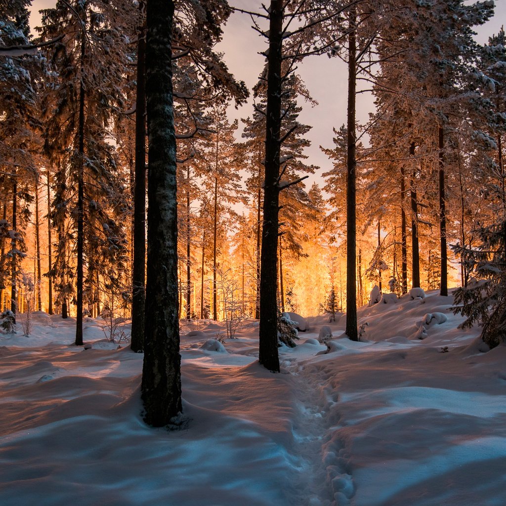 лес фотографии зима