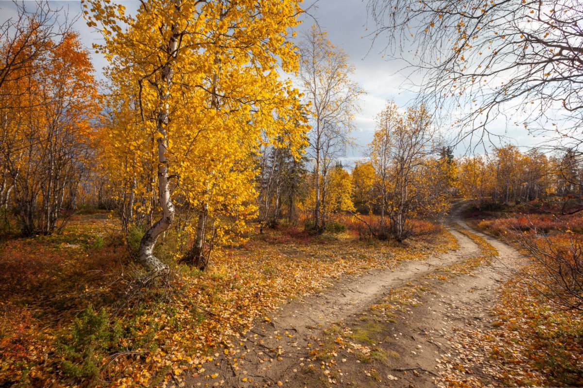 Осенний пейзаж