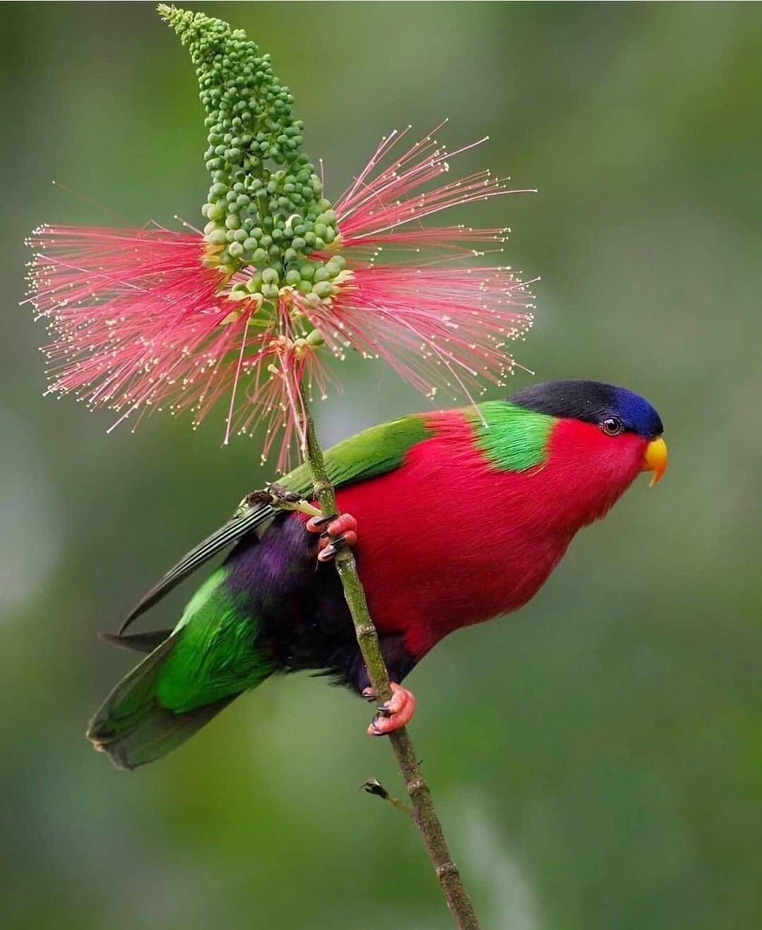 Красивые птицы фото и названия