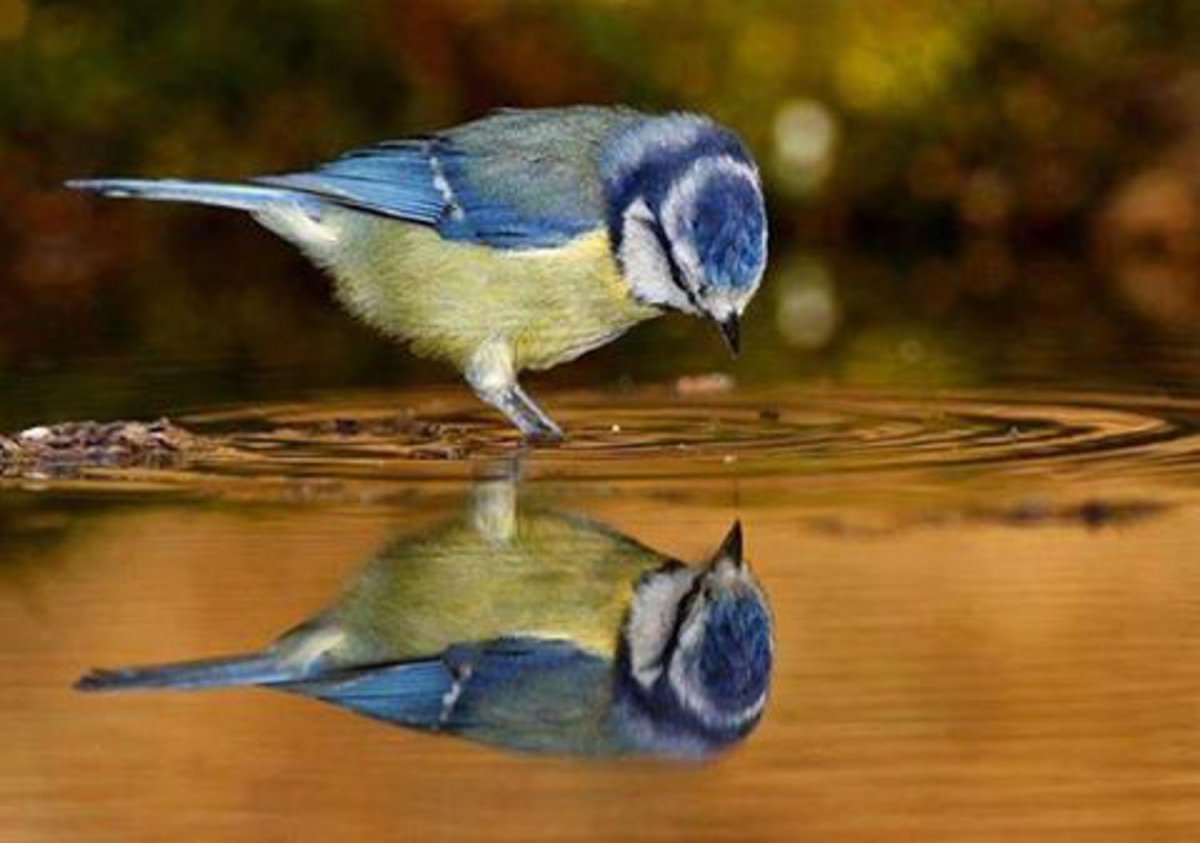 Отражение в воде птички
