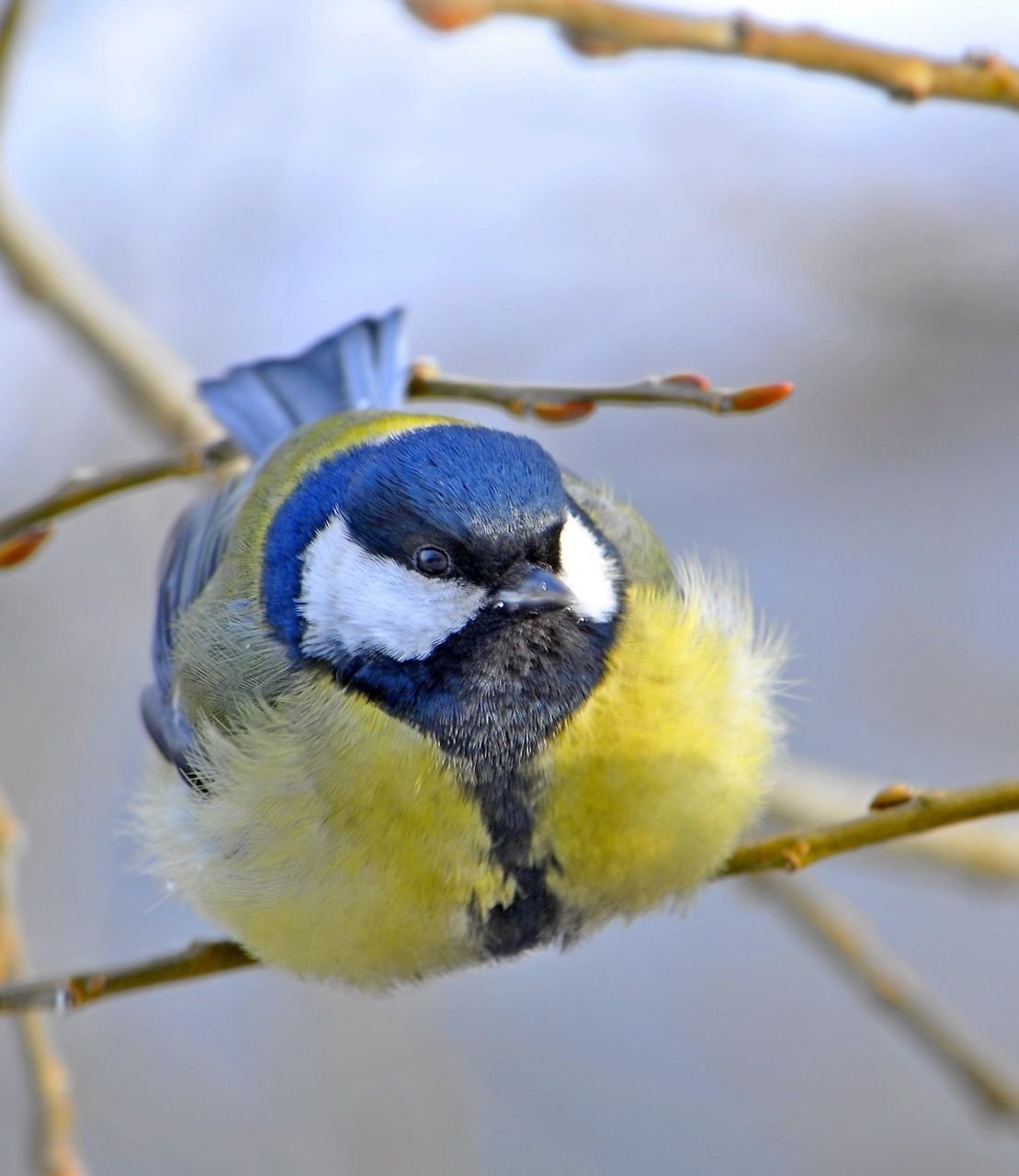 Зимующие птицы Лазаревка
