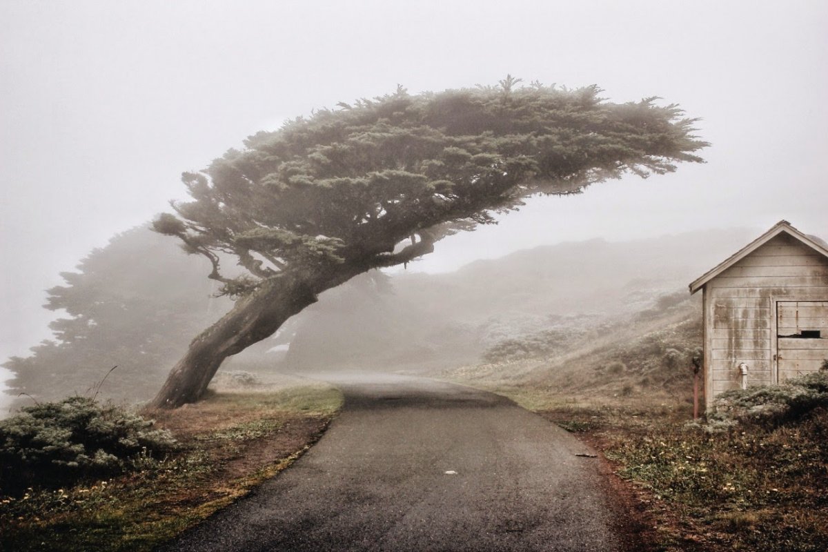 Дерево на ветру