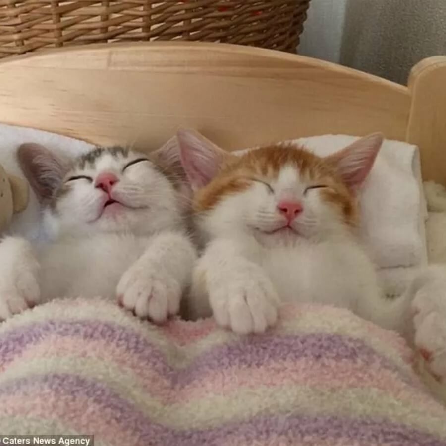 Два котика спят