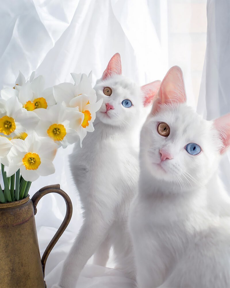 Красивые коты картинки