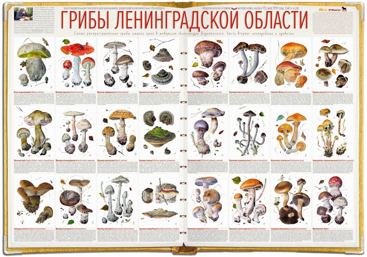 все ядовитые грибы фото и названия
