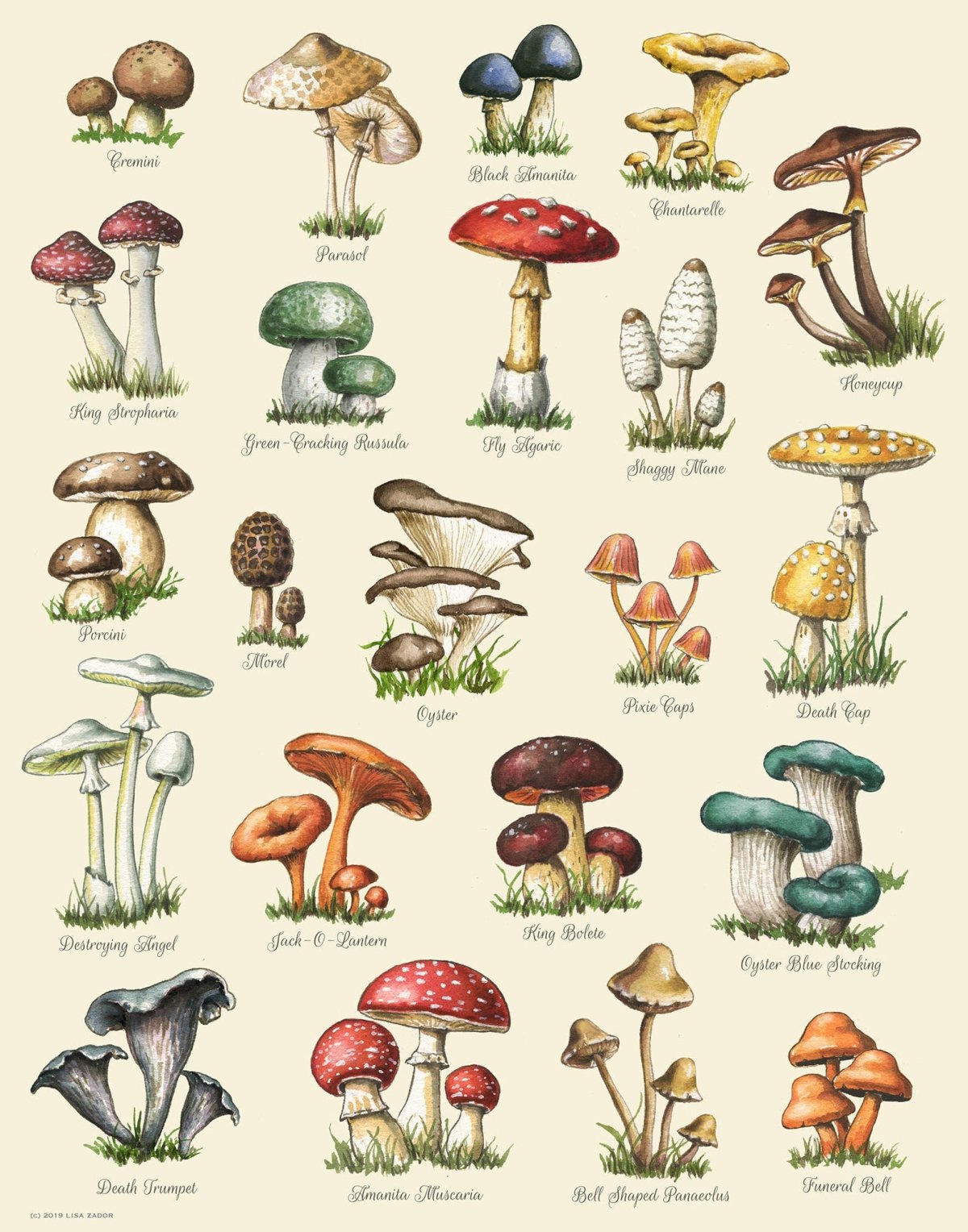 Плакат съедобных грибов