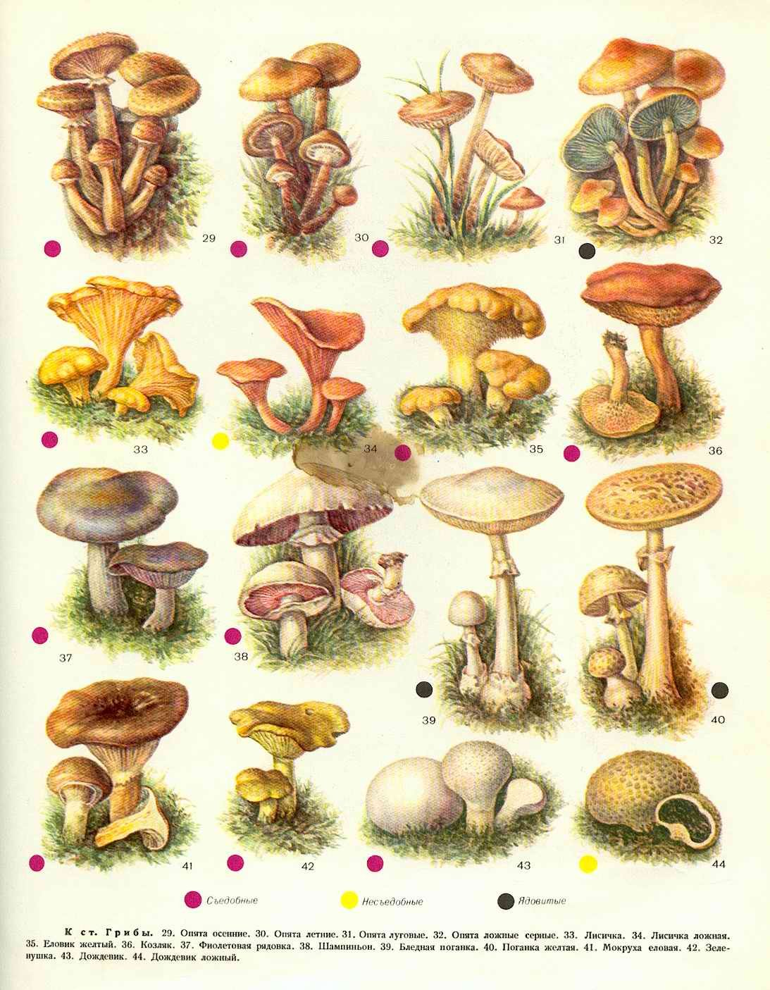Определить вид грибов по фото