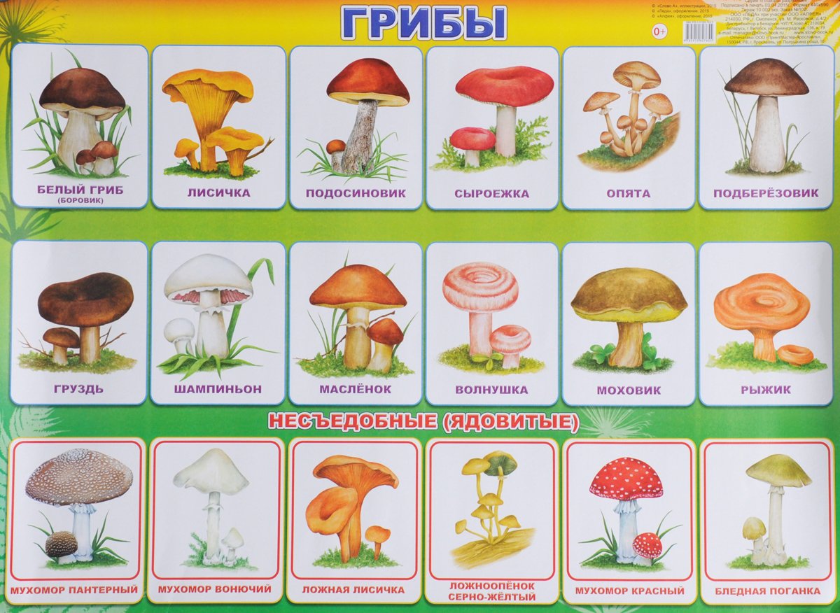 Несъедобные грибы карточки для детей с названиями