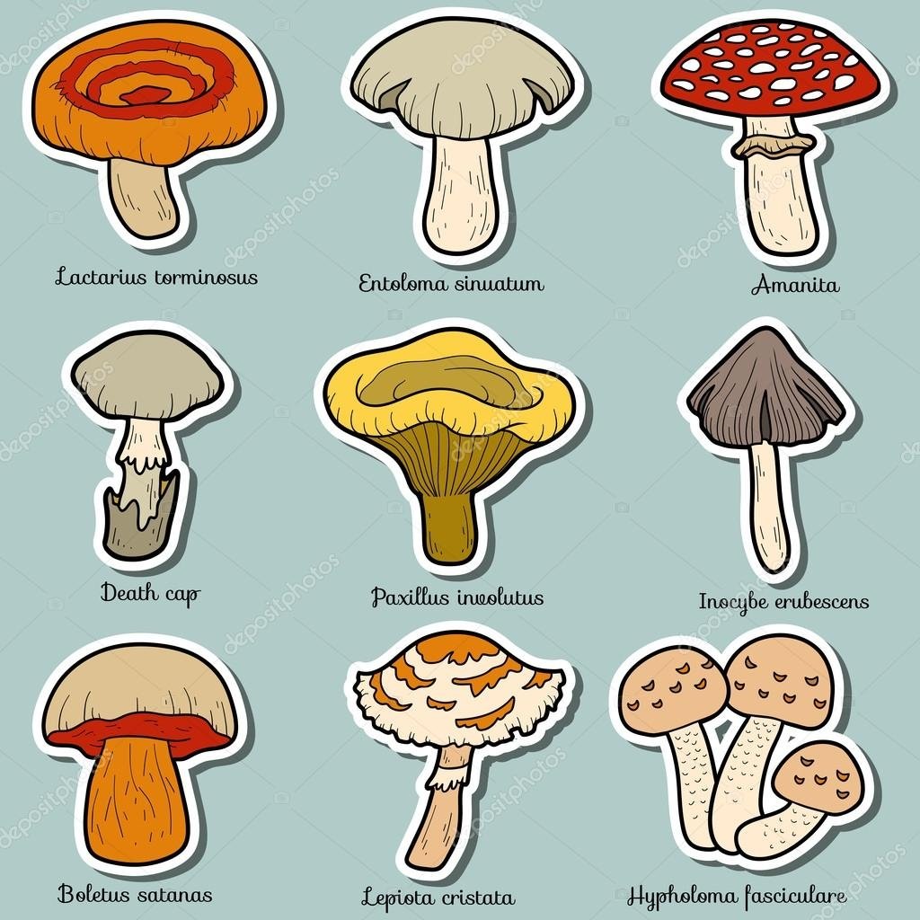 Съедобные и ядовитые грибы рисунок